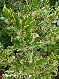 Image result for Ardisia staudtii