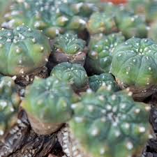 Peyote Plant Hi-Res Stock Photography And Images - Alamy