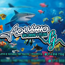 Aquário LJ - Spa Caninoy Felino