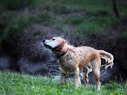 No one knows for how long. Dogs With Cancer May Survive Longer With High Cholesterol Boldsky Com