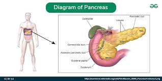 Image result for pancreas location