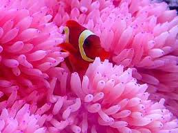 Nemo Playing Peek A Boo