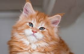 She dubbed our kitty whiskers, on account of her profuse feline bristles. 127 Cute Clever Orange Cat Names Lovetoknow