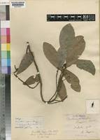 Image result for Synsepalum passargei