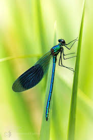 Black And Blue Dragonfly Dragonfly Calopterygidae By Thomas170189 Colors Green Blue Black Dragonfly Photography Beautiful Birds Macro Photos