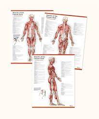 The diagrams showing and labeling the ligaments have been removed. Trail Guide To The Body S Muscles Of The Human Body 3 Poster Set Books Of Discovery