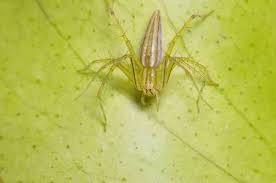 Winzige Susse Springende Spinne Auf Einem Baumblatt Lizenzfreie Fotos Bilder Und Stock Fotografie Image 80313608