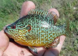 Image result for Lepistemon