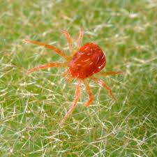 In cool climates, they spend the winter resting in soil, while in warmer regions, they live and feed year whether the problem is indoors or out, recognizing the early signs of spider mites can prevent infestations and keep your plants healthy. How To Get Rid Of Spider Mites On Indoor And Outdoor Plants