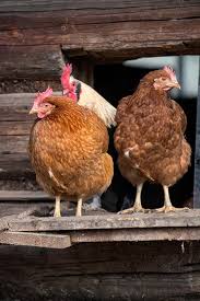 1.3 keeps away foul smell. How To Clean Your Chicken Coop