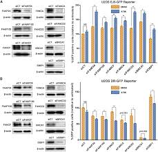 Cooperation of the ATM and Fanconi AnemiaBRCA Pathways in Double-Strand  Break End Resection: Cell Reports