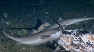 Menantang gelombang kehidupan suku laut di pulau bertam perairan batam. Kejamnya Kehidupan Laut Dalam Hiu Saja Dimangsa Makhluk Menyeramkan Ini