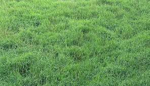 This grass is normally grown from seed or sod and possesses excellent. How To Get Rid Of Bahia Grass In Warm Or Cool Seasons