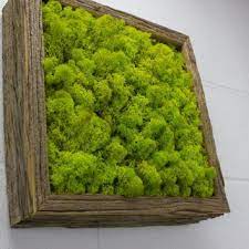 Green Moss Frame Water Free Green Wall Art Moss And Preserved Plants Vertical Garden Moss Wall Decor 12 Qu Green Wall Plants Vertical Garden Moss Wall