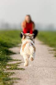 Maltese Shih Tzu Cabau Photo Shoot With Your Dog Dog Photoshoot Pet Photography Dog Photoshoot Puppy Photography