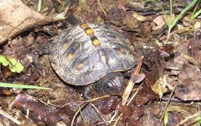 Baby Box Turtle And Gap Birds Lemon Bay Conservancy