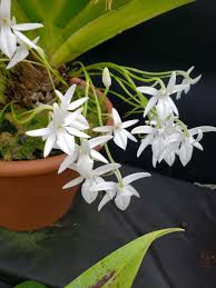 Image result for Jumellea walleri