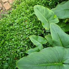 Image result for Trichocladus ellipticus