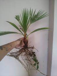 We did not find results for: My Baby Washingtonia Palm Tree That Grew On The Roof Washingtonia Palm Palm Trees Tree