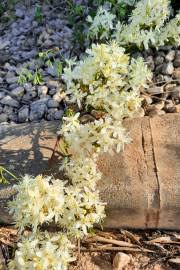 Image result for Clematis brachiata