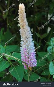 Image result for Uraria