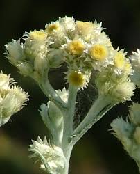 Image result for Pseudognaphalium oligandrum