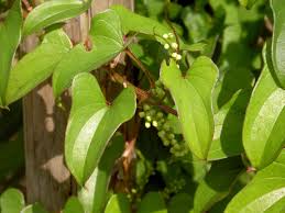 Image result for Dioscorea hirtiflora