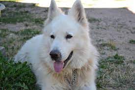 Dogs that are not only beautiful to look at, but are equally as intelligent and trainable. 6 Facts To Know About The Beautiful White Swiss Shepherd Animalso