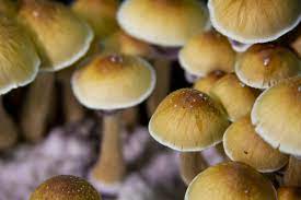 The Effects Of Using Psilocybin Mushrooms Rehab Spot