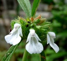 Image result for Leucas glabrata