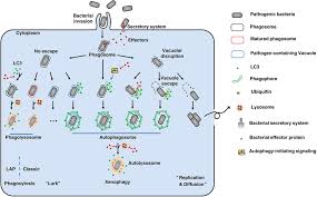 Image result for Intracellular Bacteria