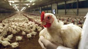 • influenza b virus causes outbreaks that are generally less extensive and are associated with less severe disease. Un Uomo Contagiato Dal Virus Dell Influenza Aviaria In Cina E In Terapia Intensiva Gazzetta Del Sud