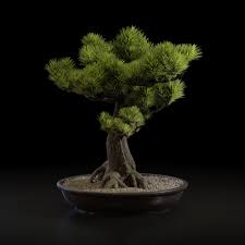 Nodevember Day 13 14 Green Geometrynodes Bonsai Tree Finished Projects Blender Artists Community