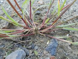 Image result for Setaria parviflora