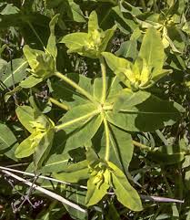 Image result for Euphorbia depauperata