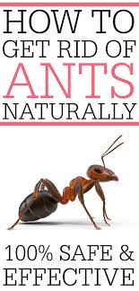 How To Get Rid Of Ants Naturally Get Rid Of Ants Rid Of Ants Kill Ants Naturally