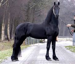 Pin By Stefania Dami On Beautiful Animals Horses Animals Beautiful Beautiful Horses