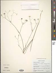 Image result for Pimpinella buchananii