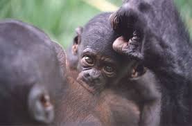 Nursing Bonobo Animals Wild Lola Ya Bonobo Enclos 1 Photopage1 Htm Nursing Baby Animals Wild Chimp