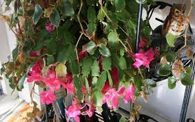 The flat growths on holiday cactus are stems, not leaves. Leaves Dropping From Christmas Cactus Fixing Leaf Drop On Christmas Cactus Dummer Garden Manage Gfinger Is The Best Garden Manage App