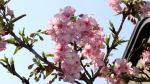 23rd jan 2021 ~ fuligirls20 ~ leave a comment. 2021åº­é™¢æ²³æ´¥æ«»ç››é–‹åˆ†äº« Youtube