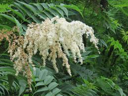 Image result for Isoberlinia tomentosa