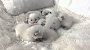 If you found yourself wondering about the proper way to take care of a 2 week old kitten, chances are you are faced with an unexpected situation. Ragdoll Kittens 2 Weeks Old Youtube