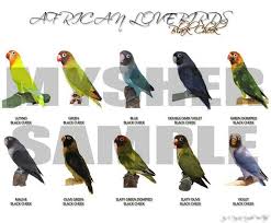 Lovebirds Animaux Oiseaux Perroquet