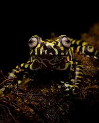 Image result for Hyloscirtus criptico