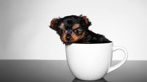 Pocket teacup super tiny teacup poodle poodleteddy bear doris 2021, marts. Teacup Hunde Instagram Trend Auf Kosten Des Tierwohls Stern De