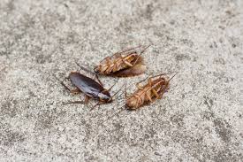 Image result for bed bugs droppings