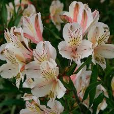 Альстромерия гибридная alstroemeria hybrida jazze deep rose raw 100. Alstroemeria Finegardening