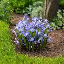We did not find results for: 6 Splendid Blue Flowering Bulbs Flower Garden Plans Beautiful Flowers Pictures Glory Of The Snow