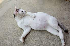 Berapa lama kucing bisa hidup tanpa makanan? Berapa Lama Tempoh Kebuntingan Kucing 5 Tahap Kebuntingan Kucing Yang Anda Perlu Tahu The Mamamiaow